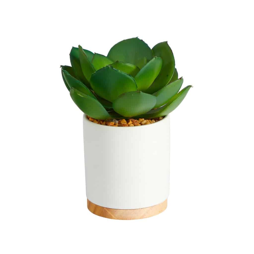 6” Succulent Artificial Plant in White Ceramic Planter | Rental 6” Succulent Artificial Plant in White Ceramic Planter | Rental