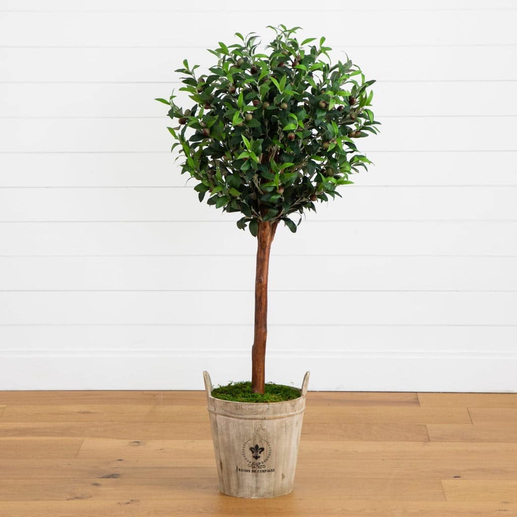 Olive Topiary Tree with Farmhouse Planter | Rental