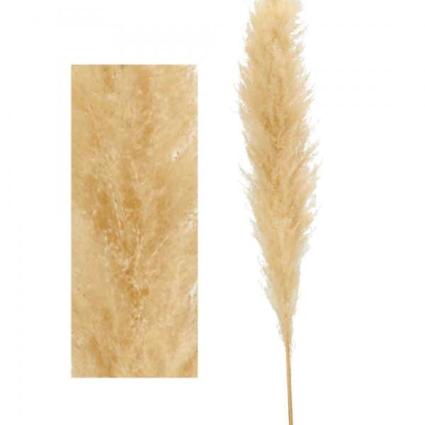 Decostar™ Natural Boho Dried Pampas Grass Plumes – 60″ – Natural | Rental