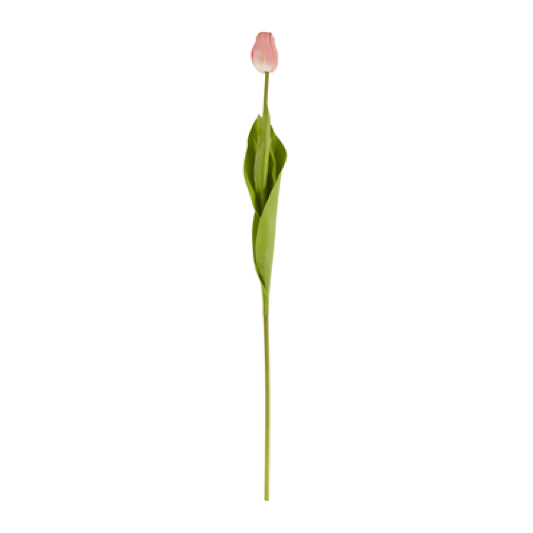 FL299 Tulip Stem | Rental