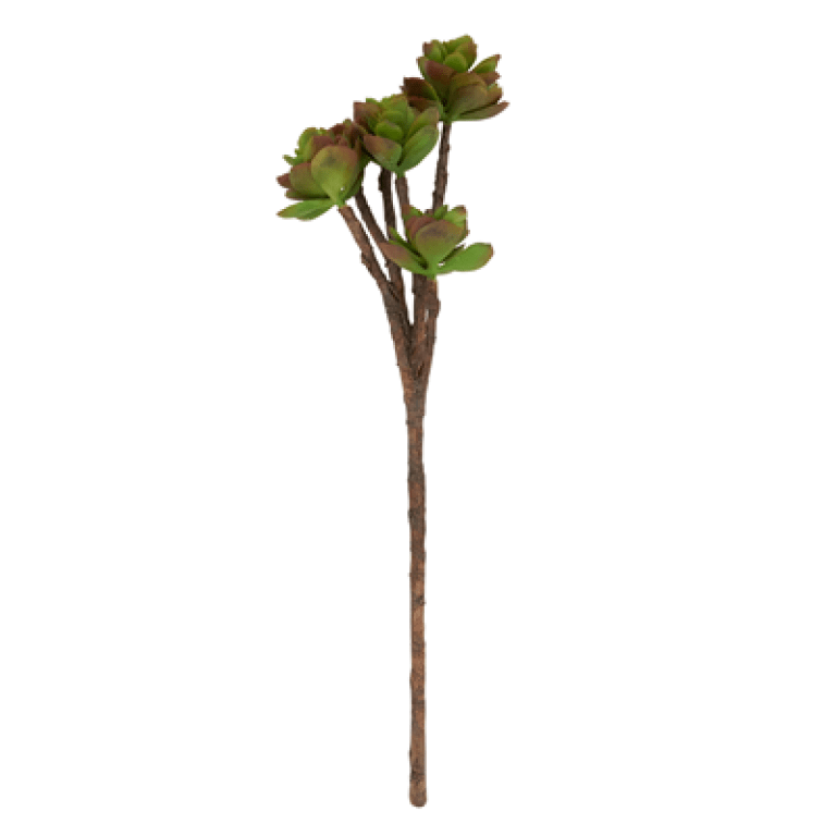 FL327 Succulent Stem | Rental FL327 Succulent Stem | Rental